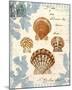 Seashell Collection I-Sabine Berg-Mounted Giclee Print