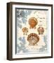 Seashell Collection I-Sabine Berg-Framed Art Print