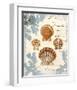 Seashell Collection I-Sabine Berg-Framed Art Print