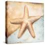 Seashell Collection II-Patricia Pinto-Stretched Canvas