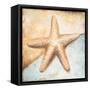 Seashell Collection II-Patricia Pinto-Framed Stretched Canvas