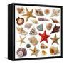 Seashell Collection Isolated on White Background-egal-Framed Stretched Canvas