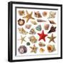Seashell Collection Isolated on White Background-egal-Framed Photographic Print