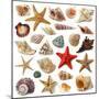 Seashell Collection Isolated on White Background-egal-Mounted Photographic Print