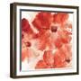 Seashell Cosmos I Red and Orange-Chris Paschke-Framed Art Print