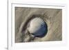 Seashell, Honeymoon Island State Park, Dunedin, Florida, USA-Jim Engelbrecht-Framed Photographic Print