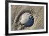 Seashell, Honeymoon Island State Park, Dunedin, Florida, USA-Jim Engelbrecht-Framed Photographic Print