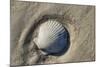 Seashell, Honeymoon Island State Park, Dunedin, Florida, USA-Jim Engelbrecht-Mounted Photographic Print