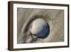 Seashell, Honeymoon Island State Park, Dunedin, Florida, USA-Jim Engelbrecht-Framed Photographic Print