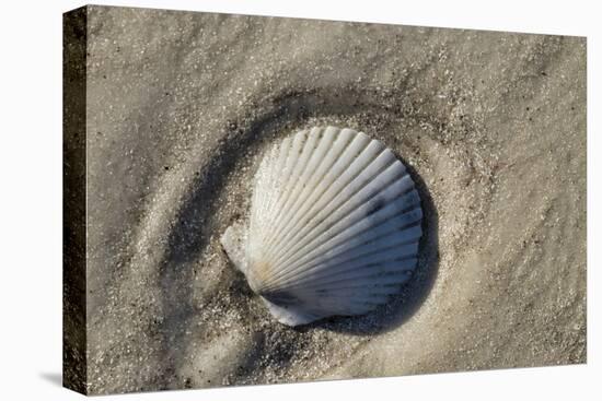 Seashell, Honeymoon Island State Park, Dunedin, Florida, USA-Jim Engelbrecht-Stretched Canvas