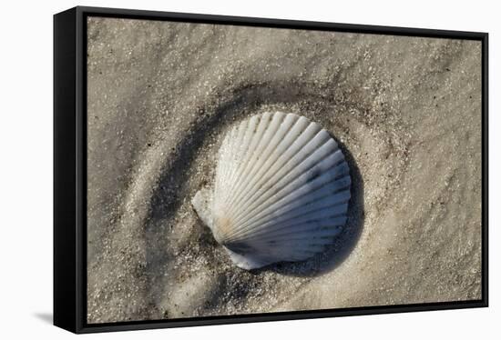 Seashell, Honeymoon Island State Park, Dunedin, Florida, USA-Jim Engelbrecht-Framed Stretched Canvas