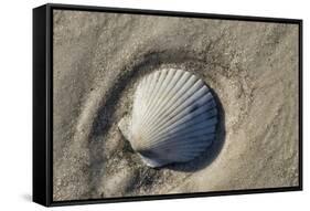 Seashell, Honeymoon Island State Park, Dunedin, Florida, USA-Jim Engelbrecht-Framed Stretched Canvas