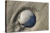 Seashell, Honeymoon Island State Park, Dunedin, Florida, USA-Jim Engelbrecht-Stretched Canvas