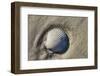 Seashell, Honeymoon Island State Park, Dunedin, Florida, USA-Jim Engelbrecht-Framed Photographic Print