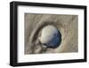 Seashell, Honeymoon Island State Park, Dunedin, Florida, USA-Jim Engelbrecht-Framed Photographic Print