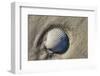 Seashell, Honeymoon Island State Park, Dunedin, Florida, USA-Jim Engelbrecht-Framed Photographic Print