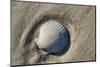 Seashell, Honeymoon Island State Park, Dunedin, Florida, USA-Jim Engelbrecht-Mounted Photographic Print