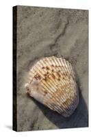 Seashell, Honeymoon Island State Park, Dunedin, Florida, USA-Jim Engelbrecht-Stretched Canvas