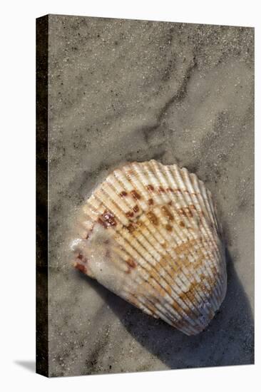 Seashell, Honeymoon Island State Park, Dunedin, Florida, USA-Jim Engelbrecht-Stretched Canvas