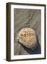 Seashell, Honeymoon Island State Park, Dunedin, Florida, USA-Jim Engelbrecht-Framed Photographic Print