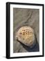 Seashell, Honeymoon Island State Park, Dunedin, Florida, USA-Jim Engelbrecht-Framed Photographic Print