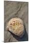 Seashell, Honeymoon Island State Park, Dunedin, Florida, USA-Jim Engelbrecht-Mounted Photographic Print