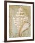 Seashell I-Hakimipour-ritter-Framed Art Print