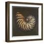 Seashell II-Patricia Pinto-Framed Art Print