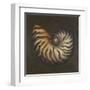 Seashell II-Patricia Pinto-Framed Art Print