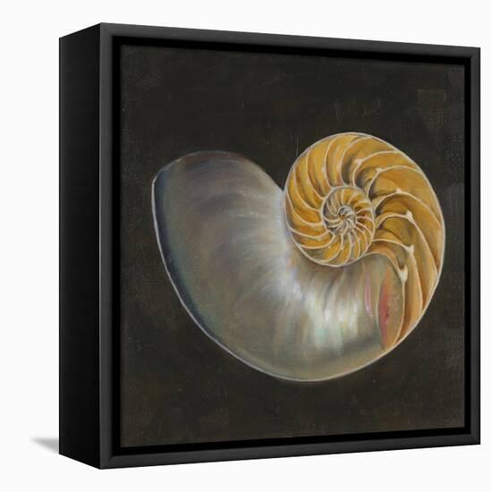 Seashell III-Patricia Pinto-Framed Stretched Canvas