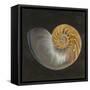 Seashell III-Patricia Pinto-Framed Stretched Canvas