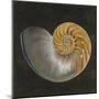 Seashell III-Patricia Pinto-Mounted Art Print