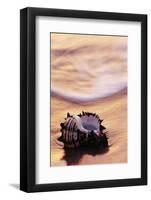 Seashell in Florida Surf-Darrell Gulin-Framed Photographic Print