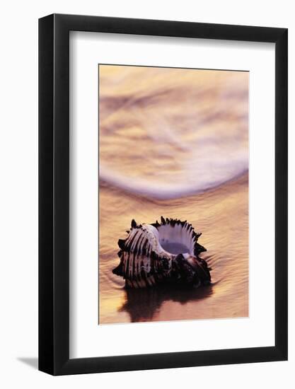 Seashell in Florida Surf-Darrell Gulin-Framed Photographic Print