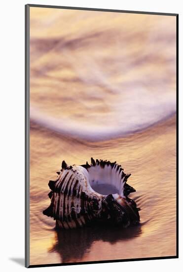 Seashell in Florida Surf-Darrell Gulin-Mounted Photographic Print