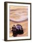 Seashell in Florida Surf-Darrell Gulin-Framed Photographic Print