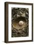 Seashell in Pitted Rock-Darrell Gulin-Framed Photographic Print