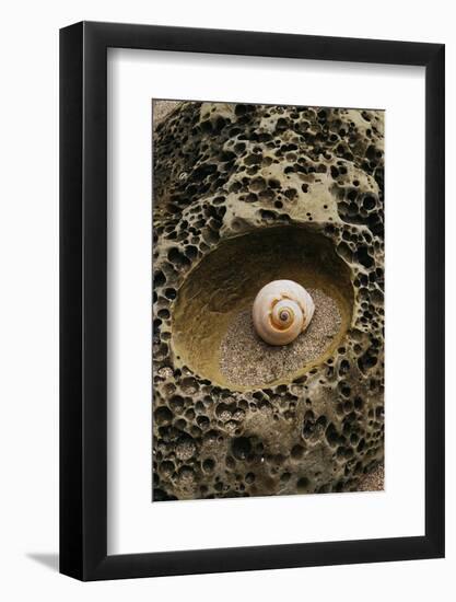 Seashell in Pitted Rock-Darrell Gulin-Framed Photographic Print