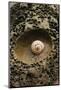 Seashell in Pitted Rock-Darrell Gulin-Mounted Photographic Print
