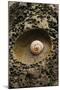 Seashell in Pitted Rock-Darrell Gulin-Mounted Photographic Print