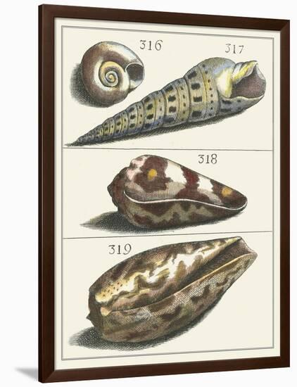 Seashell Menagerie V-Vision Studio-Framed Art Print