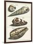 Seashell Menagerie V-Vision Studio-Framed Art Print