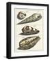 Seashell Menagerie V-Vision Studio-Framed Art Print