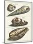 Seashell Menagerie V-Vision Studio-Mounted Art Print