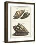 Seashell Menagerie VI-Vision Studio-Framed Art Print