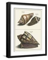 Seashell Menagerie VI-Vision Studio-Framed Art Print