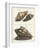 Seashell Menagerie VI-Vision Studio-Framed Art Print