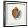 Seashell Portrait I-Aimee Wilson-Framed Art Print