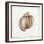 Seashell Portrait II-Aimee Wilson-Framed Art Print