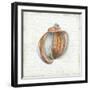 Seashell Portrait II-Aimee Wilson-Framed Art Print